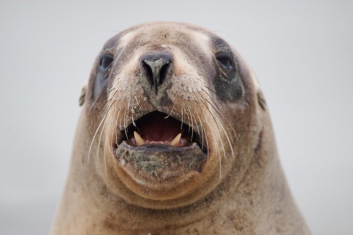 Clearwater Wildlife Tours (små grupper 10max) Oslo