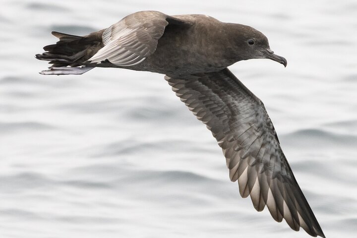 Clearwater Wildlife Tours (små grupper 10max) Oslo