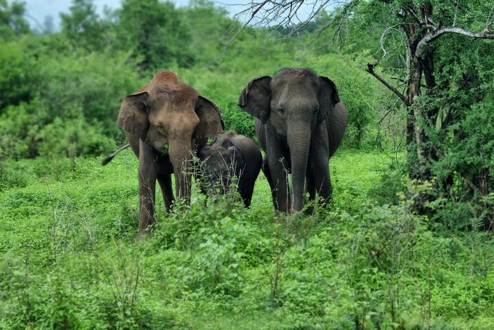 Safari Yala da Galle / Unawatuna / Waligama / MIrissa / Matara