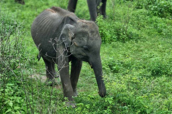 Safari Yala da Galle / Unawatuna / Waligama / MIrissa / Matara