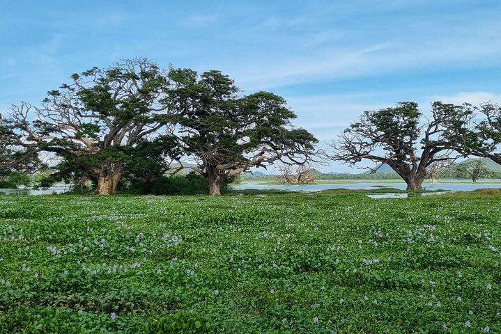 Safari Yala da Galle / Unawatuna / Waligama / MIrissa / Matara