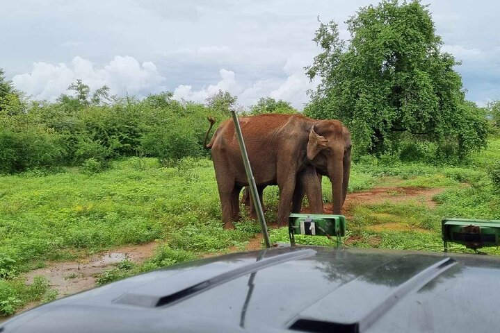 Safari Yala da Galle / Unawatuna / Waligama / MIrissa / Matara