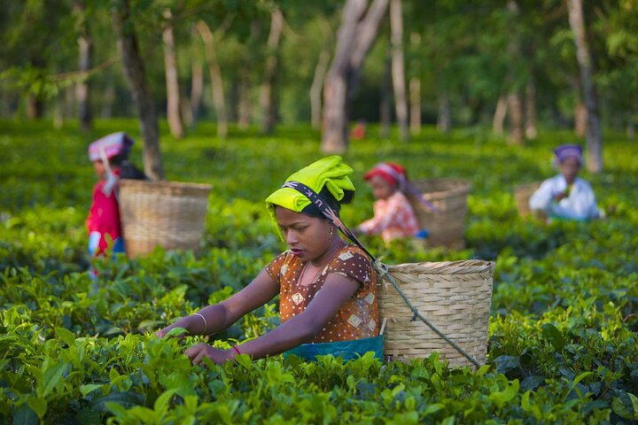 Guidet tur til Palampur-klostrene, Temple & Tea Gardens