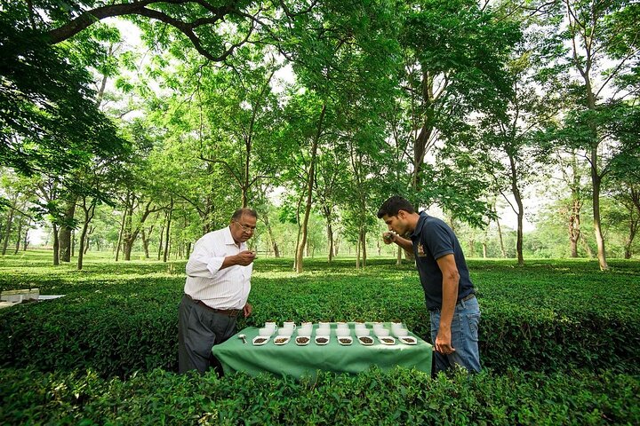 Guidet tur til Palampur-klostrene, Temple & Tea Gardens