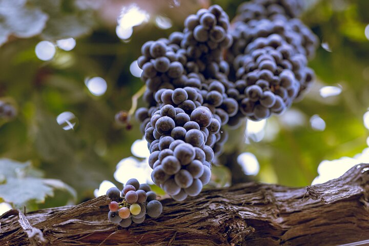 3 - Winery Paso Robles Tour med picnic frokost fra Paso Robles