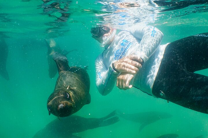 プレテンベルグ湾でアザラシと泳ぐ