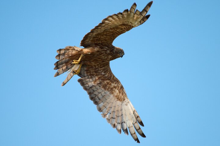 Clearwater Wildlife Tours (små grupper 10max) Oslo