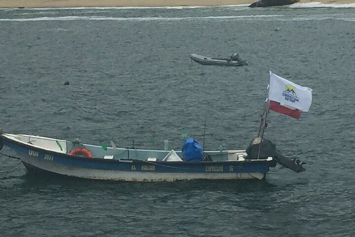 Passeio de barco privado para ver pingüins de Valparaíso Cachagua Island