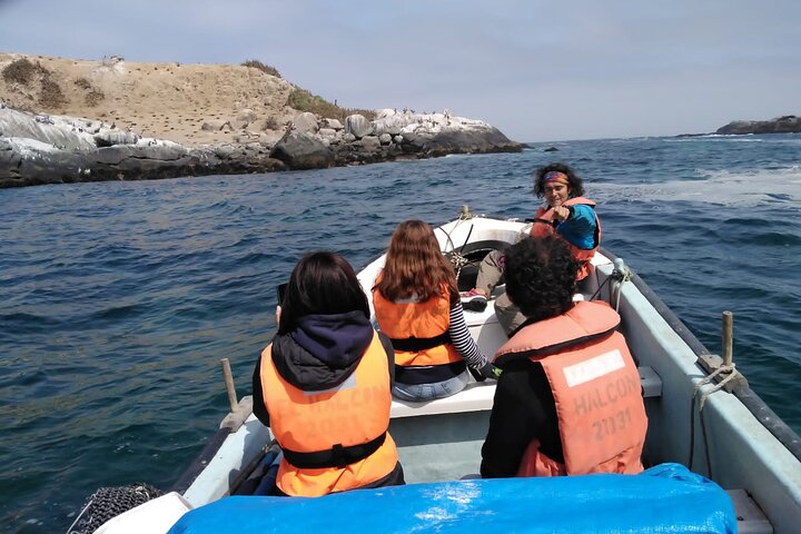 Passeio de barco privado para ver pingüins de Valparaíso Cachagua Island