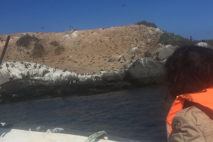 Passeio de barco privado para ver pingüins de Valparaíso Cachagua Island