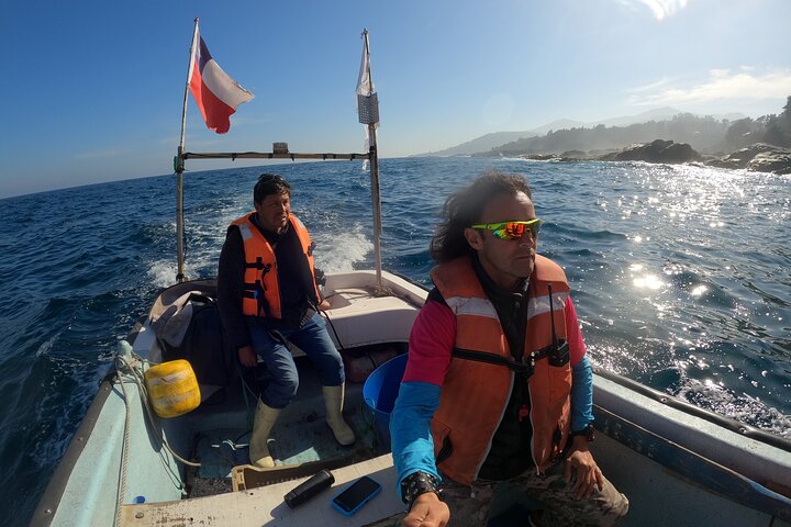 Passeio de barco privado para ver pingüins de Valparaíso Cachagua Island