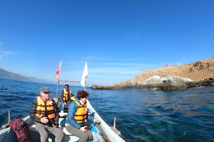 Passeio de barco privado para ver pingüins de Valparaíso Cachagua Island
