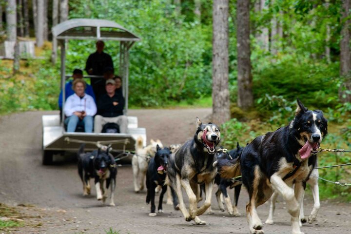 Aventura de perros en trineo y campamento de Musher en Skagway