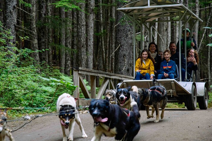 Aventura de perros en trineo y campamento de Musher en Skagway