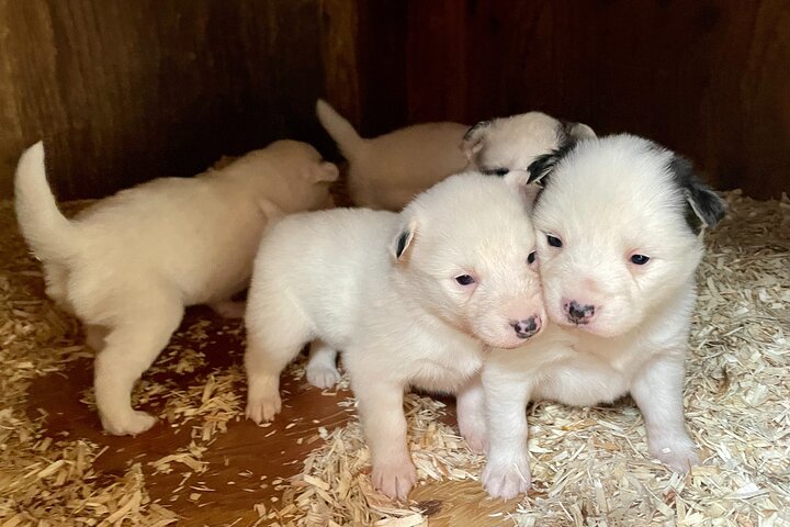 Aventura de perros en trineo y campamento de Musher en Skagway