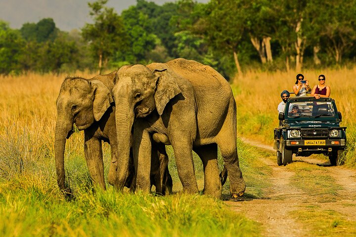Excitante Jeep Safari no parque nacional Jim Corbett com guia