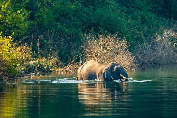 Excitante Jeep Safari no parque nacional Jim Corbett com guia