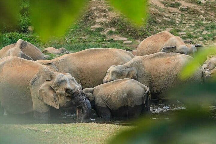 Tour naar Anakulam en watervallen met wilde olifanten (trekking in de Munnar-vallei)