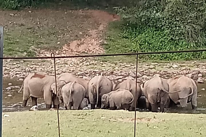 Tour naar Anakulam en watervallen met wilde olifanten (trekking in de Munnar-vallei)