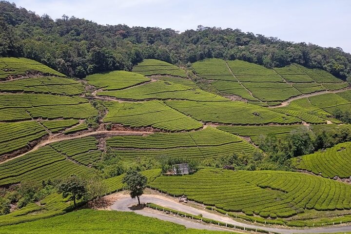 Tour naar Anakulam en watervallen met wilde olifanten (trekking in de Munnar-vallei)