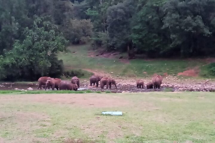 Tour naar Anakulam en watervallen met wilde olifanten (trekking in de Munnar-vallei)