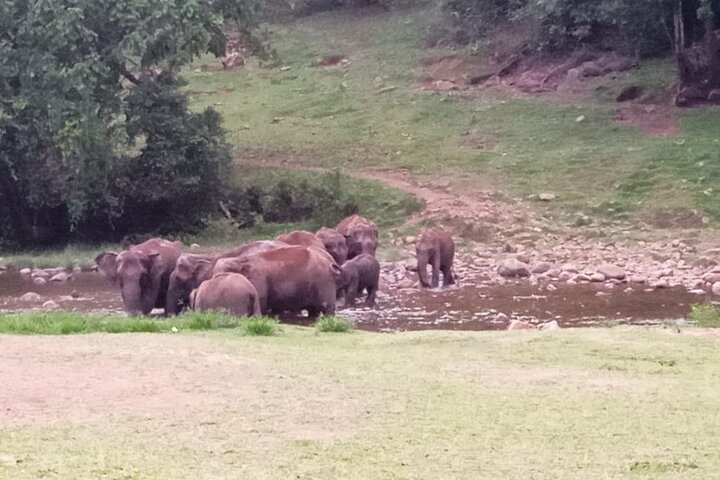 Tour naar Anakulam en watervallen met wilde olifanten (trekking in de Munnar-vallei)