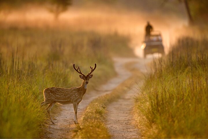Excitante Jeep Safari no parque nacional Jim Corbett com guia