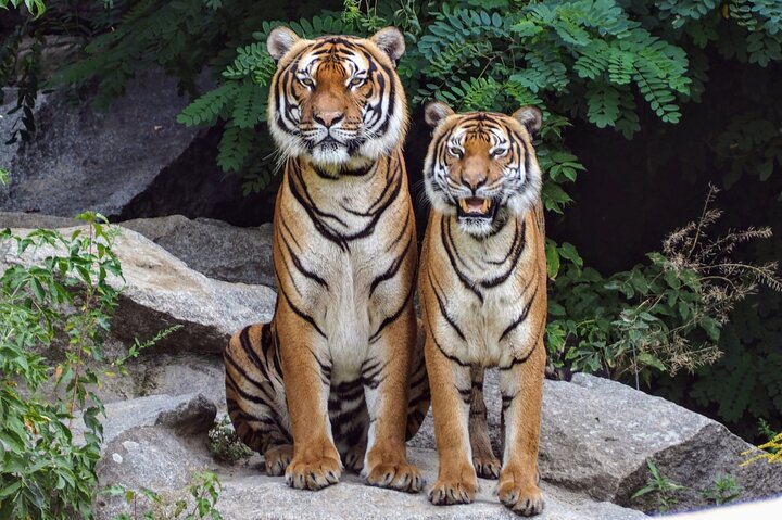 Excitante Jeep Safari no parque nacional Jim Corbett com guia