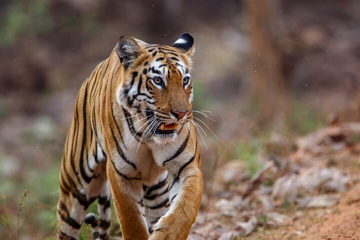 Excitante Jeep Safari no parque nacional Jim Corbett com guia