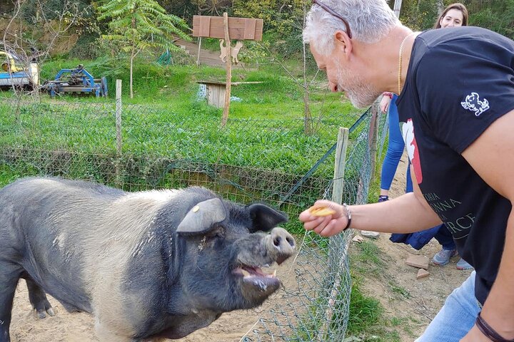 Montepulciano : Tour por la Granja Cinta Senese, Degustación de alimentos & vinos