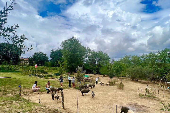 Montepulciano : Tour por la Granja Cinta Senese, Degustación de alimentos & vinos