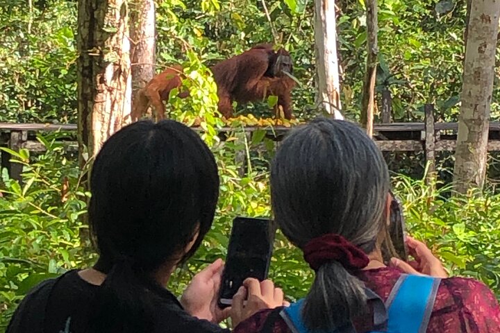 Casa flotante para orangutanes Kelotok Tanjung Puting 3 días Costo compartido