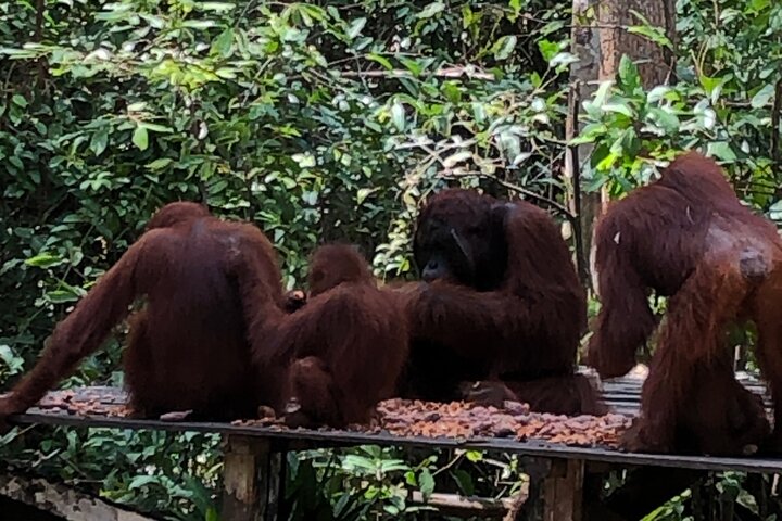 Casa flotante para orangutanes Kelotok Tanjung Puting 3 días Costo compartido