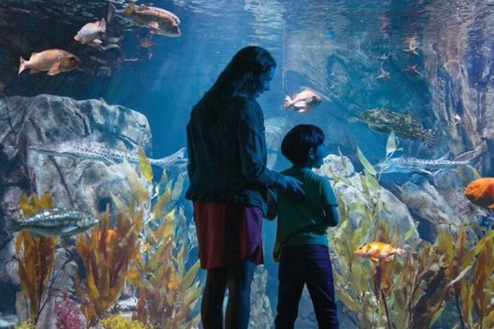 Salta la coda alla biglietteria : biglietto d'ingresso generale dell'Acquario del Pacifico