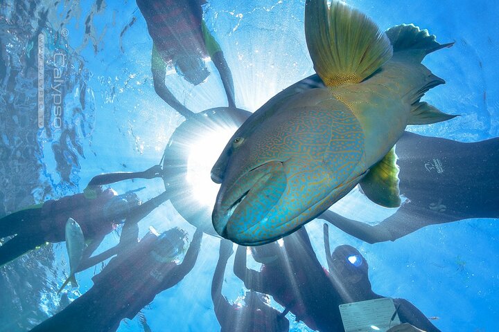 Sunlover Reef Cruises ofrece una gran experiencia de barrera de coral