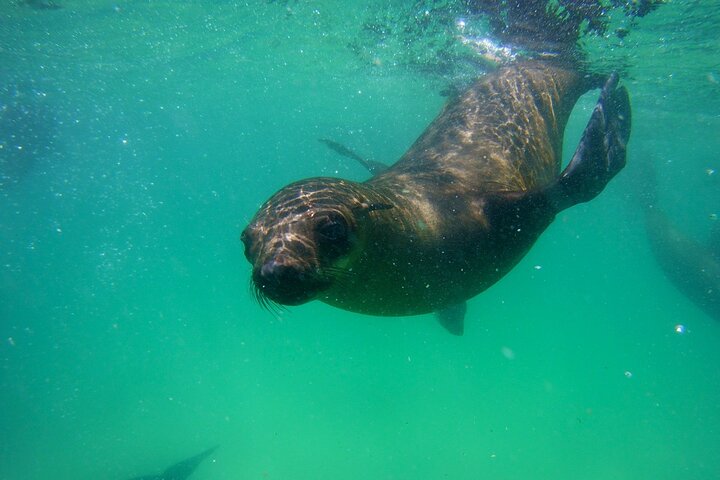 プレテンベルグ湾でアザラシと泳ぐ