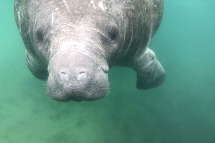 Hoteller i nærheden af Crystal River Clear Kayak Tour: Three Sisters Springs & Manatees