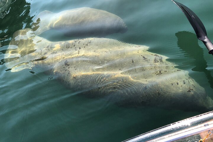 Hoteller i nærheden af Crystal River Clear Kayak Tour: Three Sisters Springs & Manatees