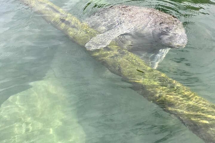 Hoteller i nærheden af Crystal River Clear Kayak Tour: Three Sisters Springs & Manatees