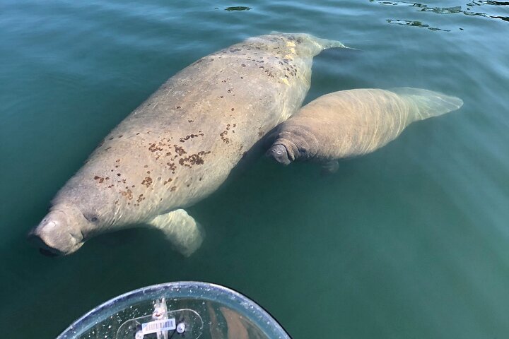 Hoteller i nærheden af Crystal River Clear Kayak Tour: Three Sisters Springs & Manatees