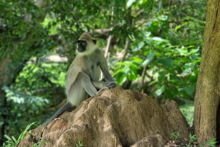 Safari Yala da Galle / Unawatuna / Waligama / MIrissa / Matara