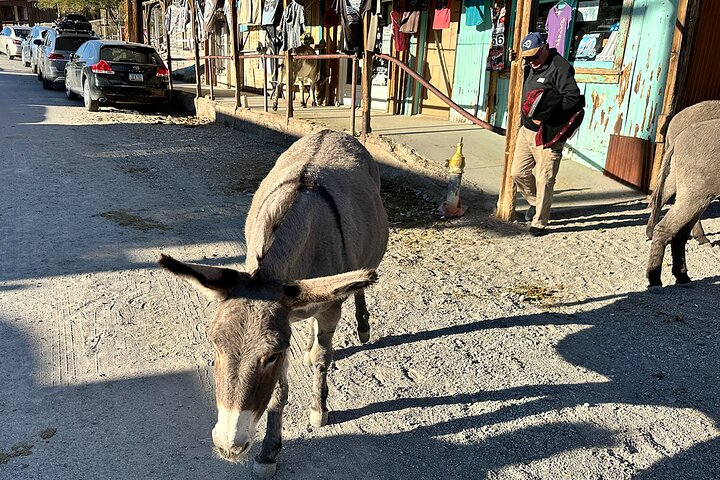 Oatman Mining Camp & Burros : Visite historique de la Route 66 au départ de Laughlin