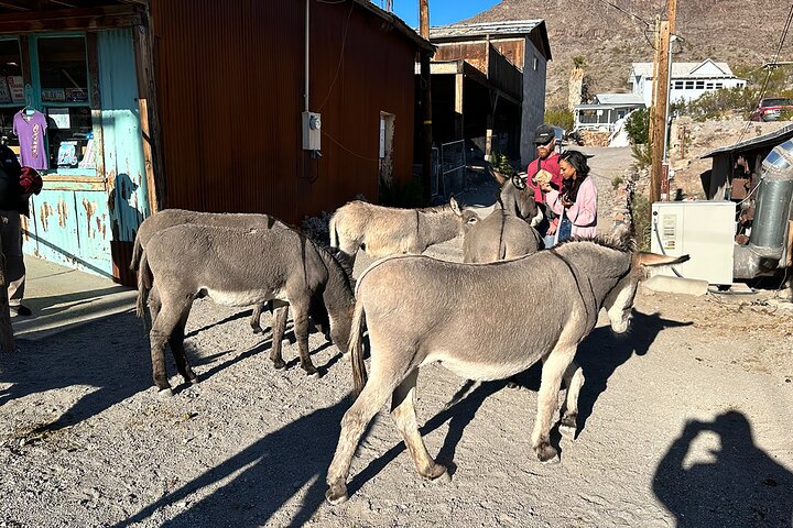 Oatman Mining Camp & Burros : Visite historique de la Route 66 au départ de Laughlin