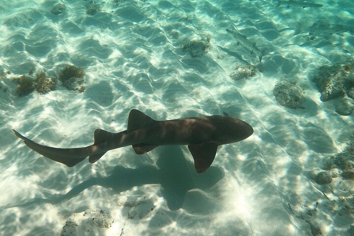 Halbtägige private Tour zum Islamorada Alligator Reef und zur Sandbank