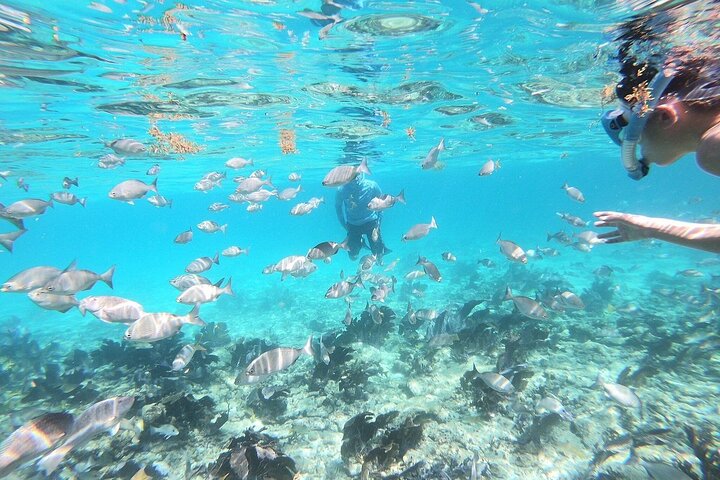 Halbtägige private Tour zum Islamorada Alligator Reef und zur Sandbank