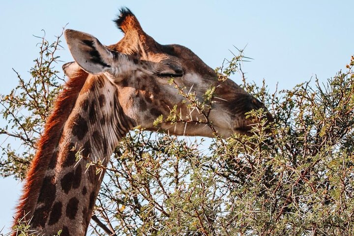 Big Five Safari and Breede River Valley Guided Day Trip