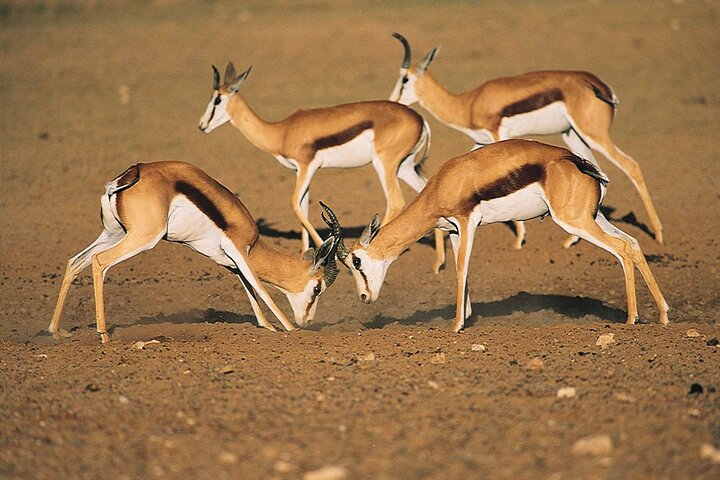 Big Five Safari and Breede River Valley Guided Day Trip