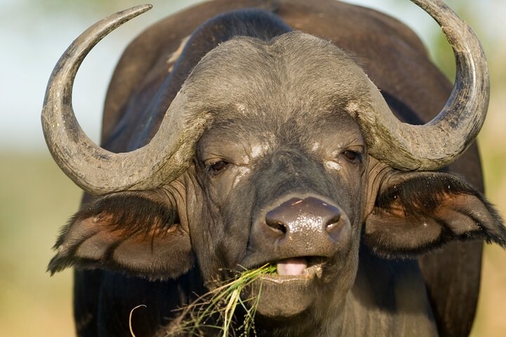 Big Five Safari and Breede River Valley Guided Day Trip