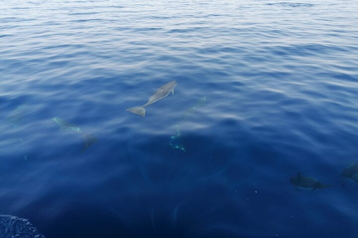 Passeio de barco, festa em barco, observação de golfinhos, pesca.