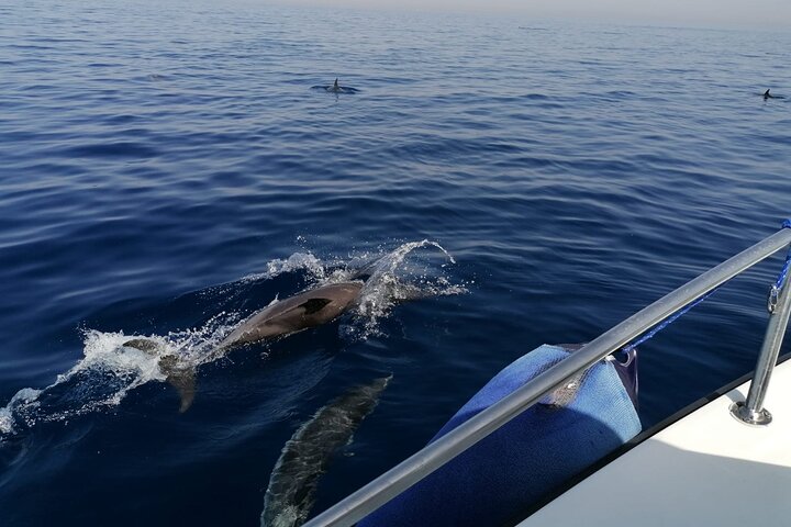 Passeio de barco, festa em barco, observação de golfinhos, pesca.